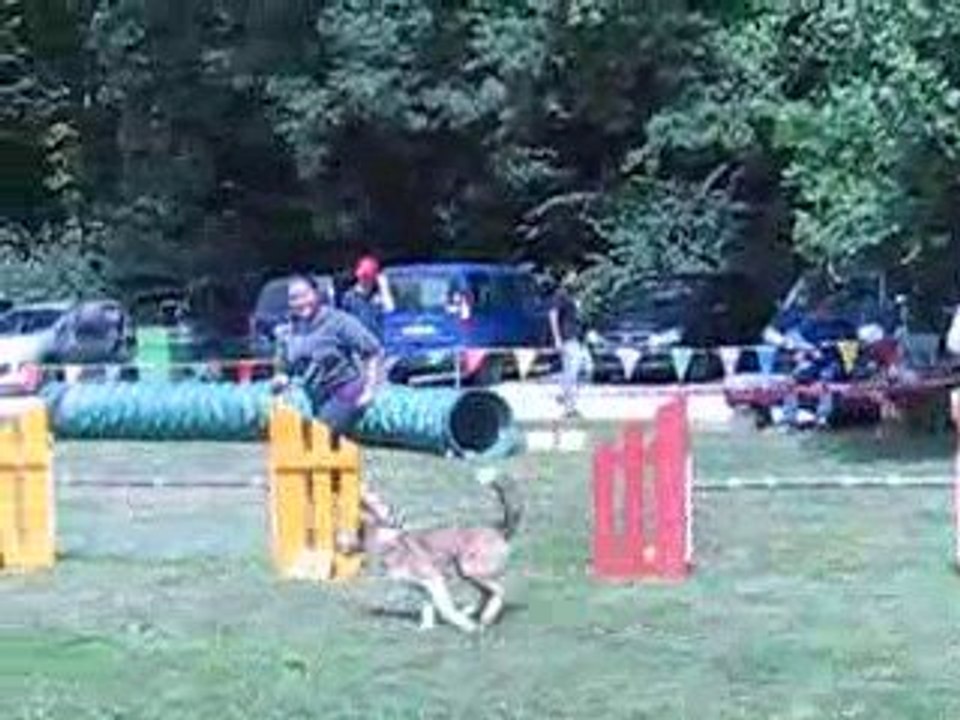 Leslie - 1er concours agility