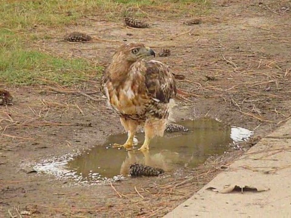 Red Tail Hawk