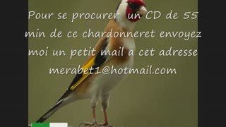 CD chant chardonneret d'ALGERIE TOP