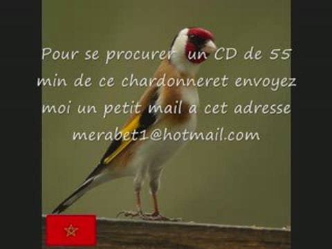 CD Chant de chardonneret du MAROC