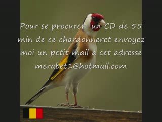 CD Chant de chardonneret de BELGIQUE