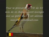 CD Chant de chardonneret de BELGIQUE