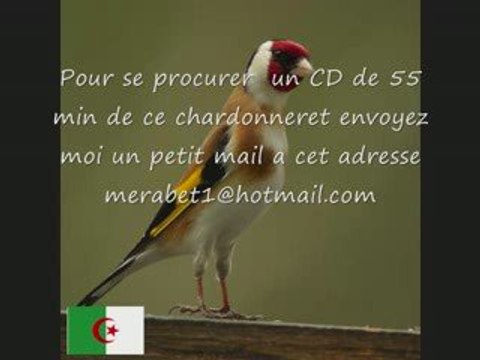 CD Chant chardonneret ALGERIE KADOUSSE