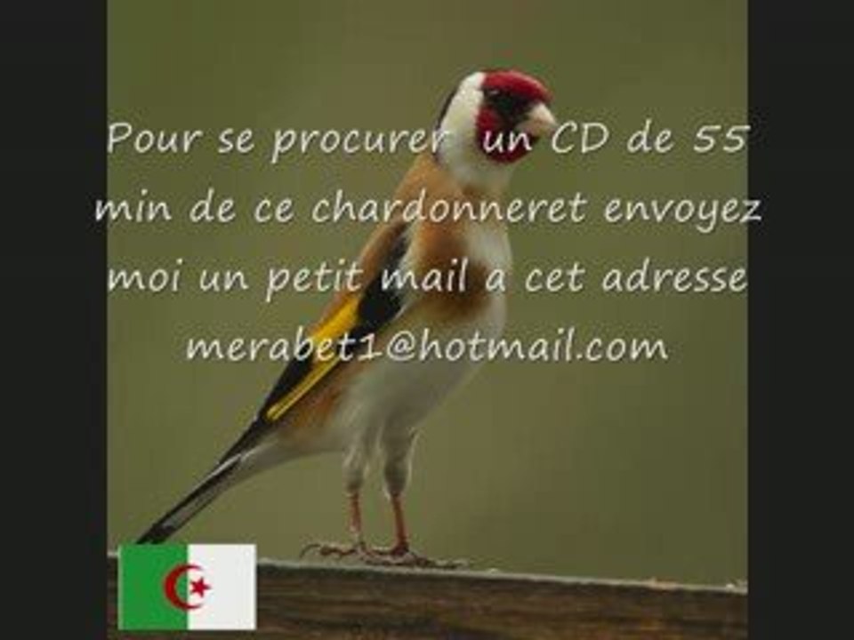 CD Chant chardonneret ALGERIE KADOUSSE
