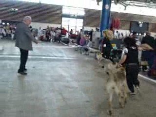 Exposition de Lyon 2009 - Chinook, chien Loup Tchécoslovaque