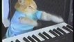 Play him bloody off, keyboard cat