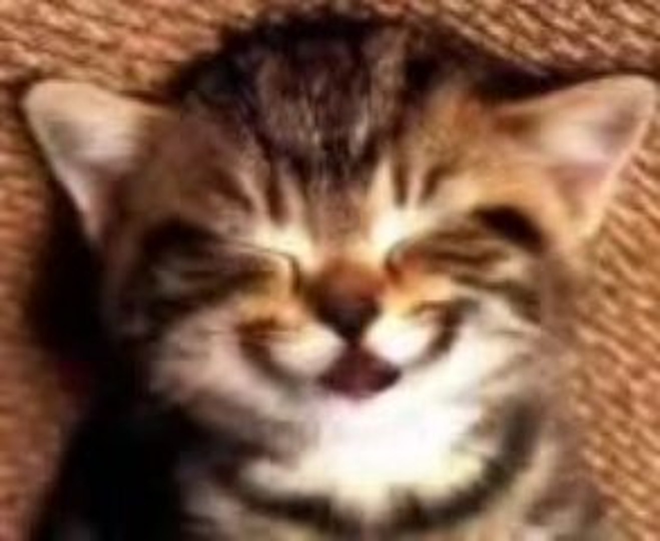 Cat funny video song store