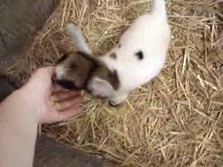 Maman et la chevre naine de 3 jours