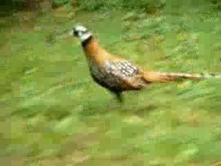 vénéré contre voiture qui gagne ???