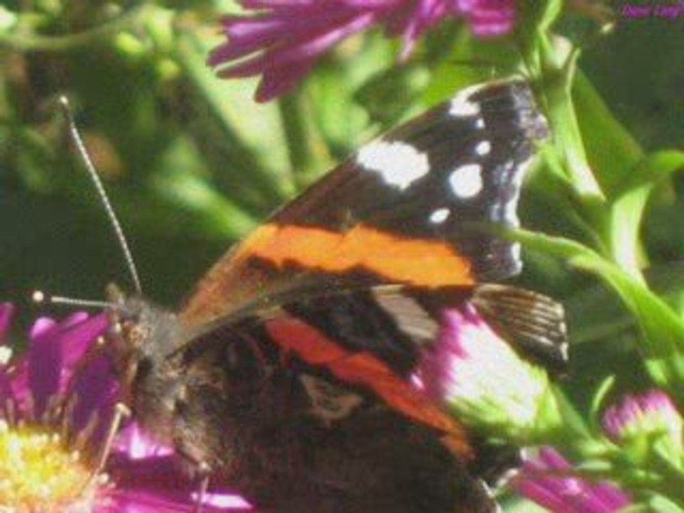 LA VALSE DES PAPILLONS