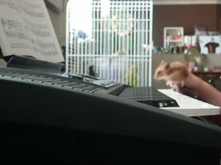 Elvis joue du piano