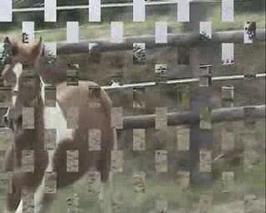 tygrion video poney a vendre