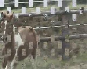 tygrion video poney a vendre