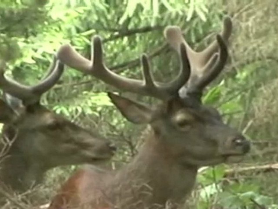 Cerfs qui ruminent
