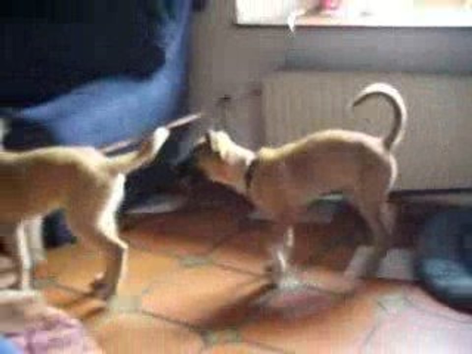 frere et soeur, le grand amour