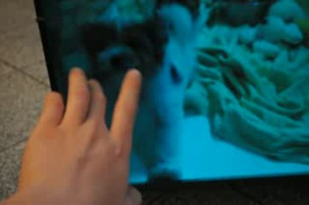 Biewer Yorkshire puppies