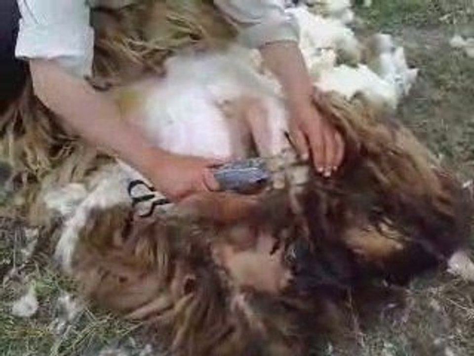koyun kırkım