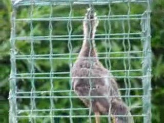 Jeune cane chanteuse  (Juillet 2009)
