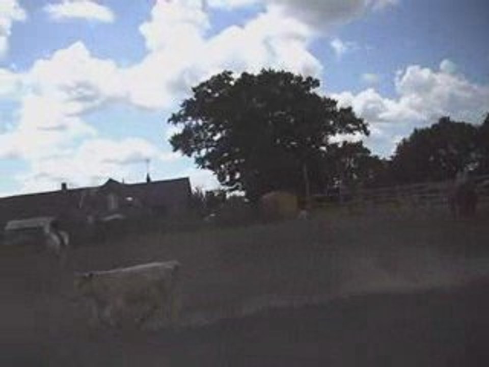 Cutting au "Arnaud Ranch" Juillet 2009