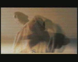 Dans le milieu   O.D (Odyo)