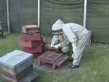 Government urged to do more for bees
