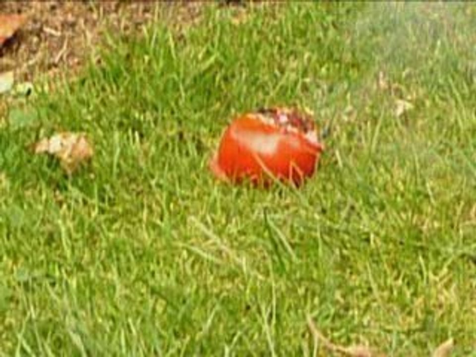 petard dans une tomate