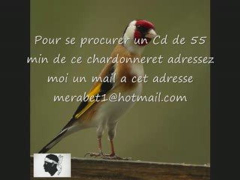 CD Chant chardonneret de CORSE