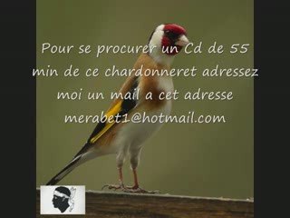 CD Chant chardonneret de CORSE