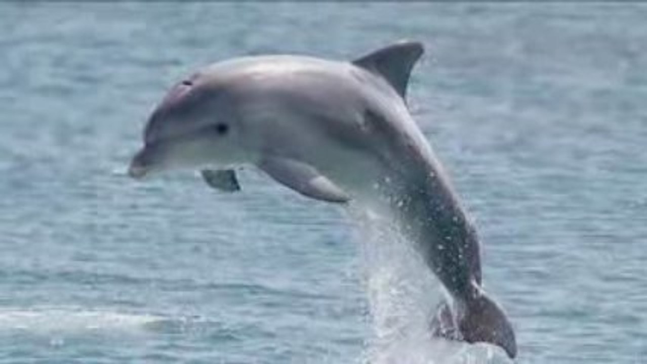 Dolphins