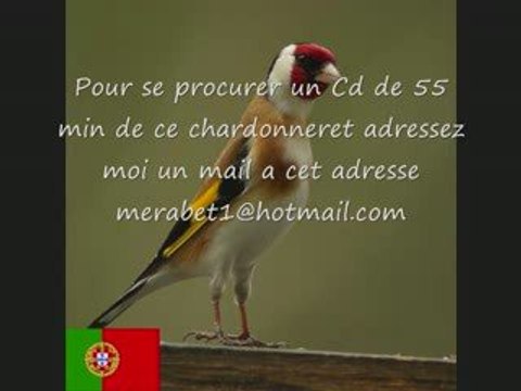 CD Chant de chardonnereT du PORTUGAL