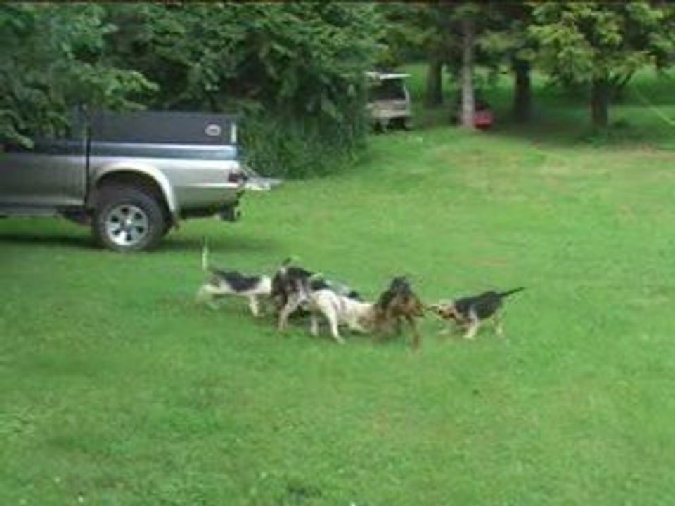 Chiots LAPEYRE