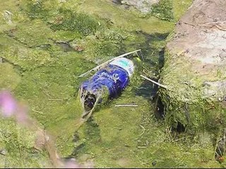 Algas en la Poza de Navia 2009