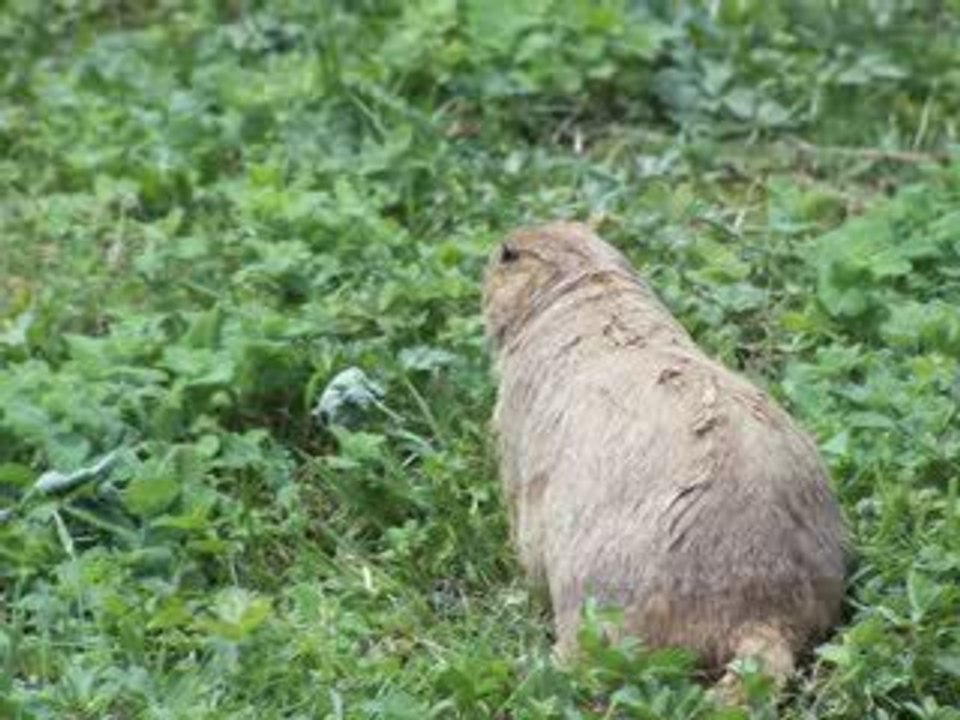 Chien de prairie