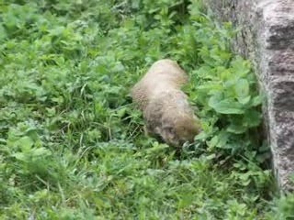 Chien de Prairie