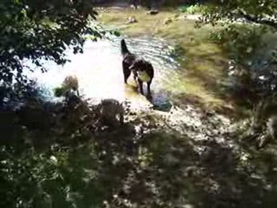 vidéo des vacances canines en juillet 09