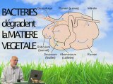 les ruminants et le methane