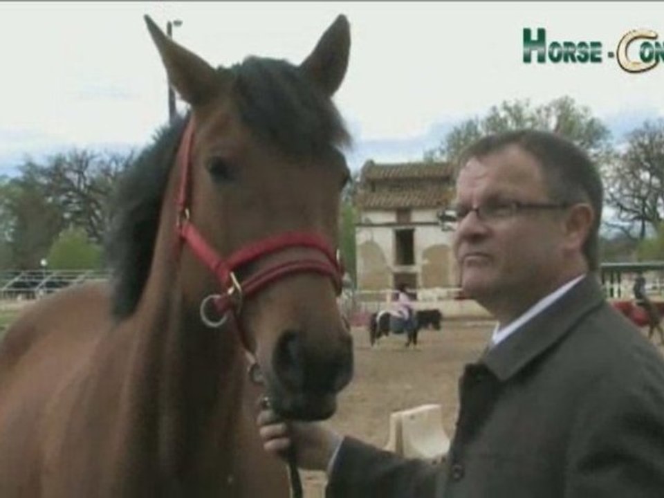 Horse Concept  et horse coaching ( Horse-coaching )