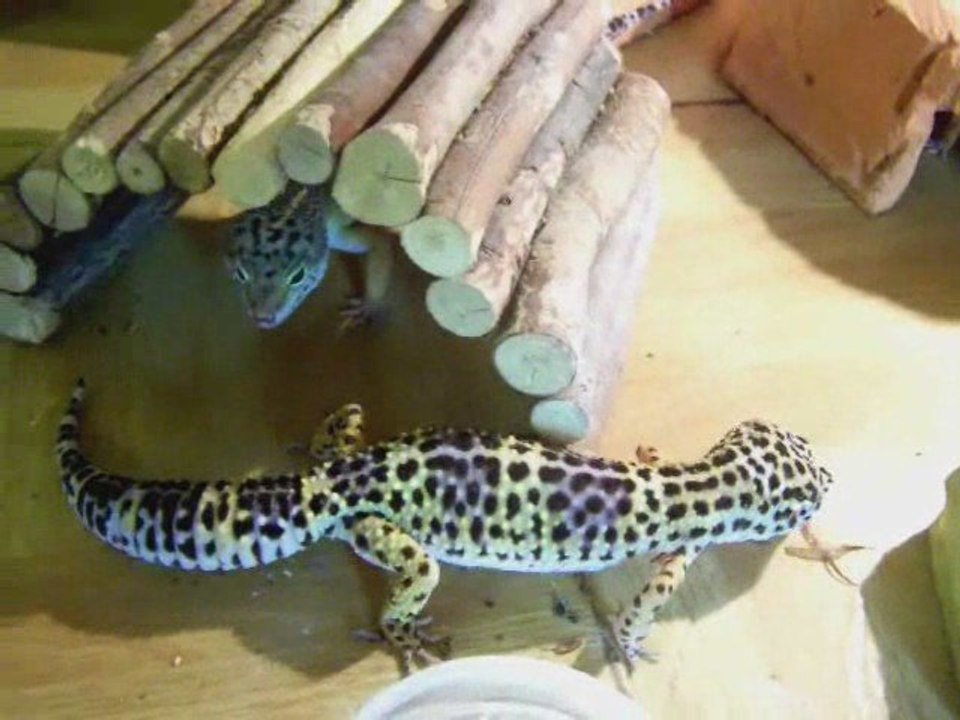 Repas de geckos léopard