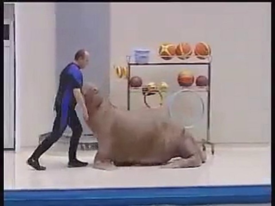 Tricheco ballerino