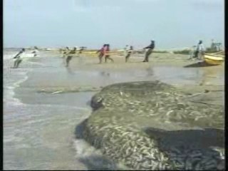 Wari - Dimanche 12 Juillet 2009