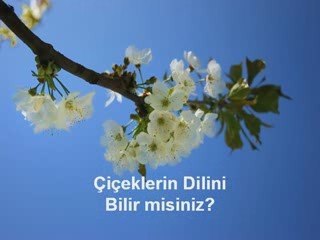 Çiçeklerin Dilini Bilir misiniz?