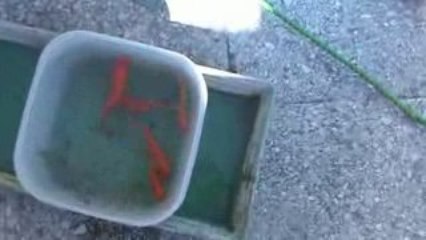 ZANZARE strage delle larve