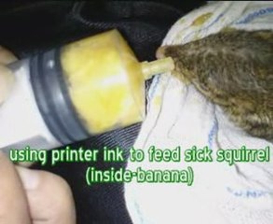Sick Squirrel under treatment
