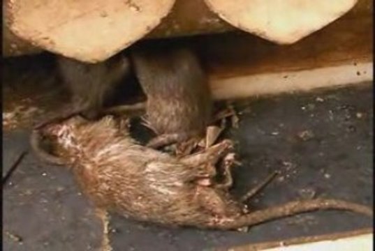 Vakantie India 2008 (2/6)