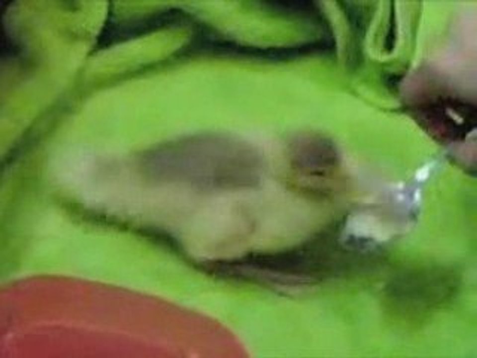 Nom Nom Nom Nom Nom Nom Nom - Parry Gripp