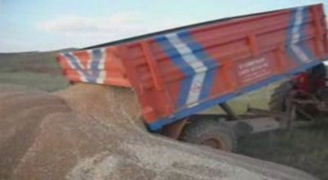 kuzucak köyü buğday hasatı