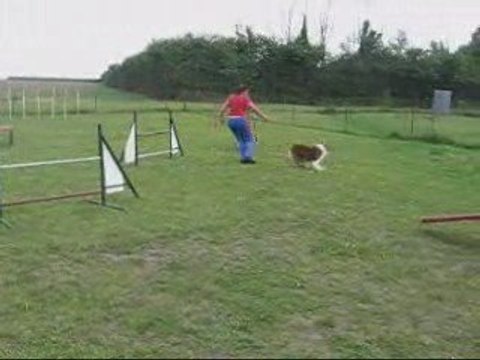 Déli agility 15 juillet partie 2