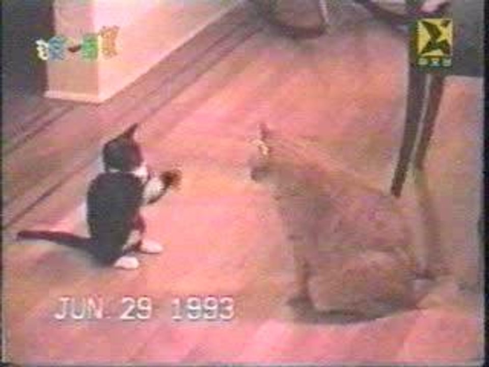 Jackass - Funny Clip With Cats