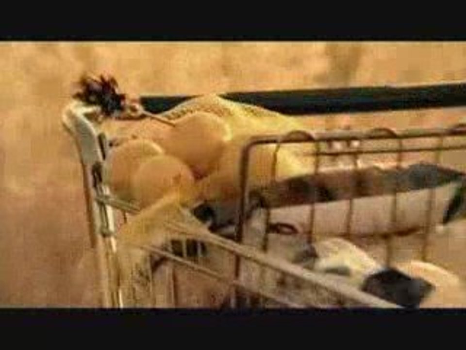 Food Lion_ Cart