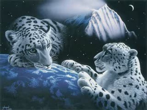 Le felins et nos autre compagnons !